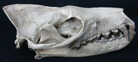 <i>Hyaenodon cruentus</i>